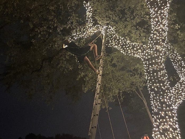 An installer standing high on a ladder in a tree canopy, beside a trunk already covered in lights